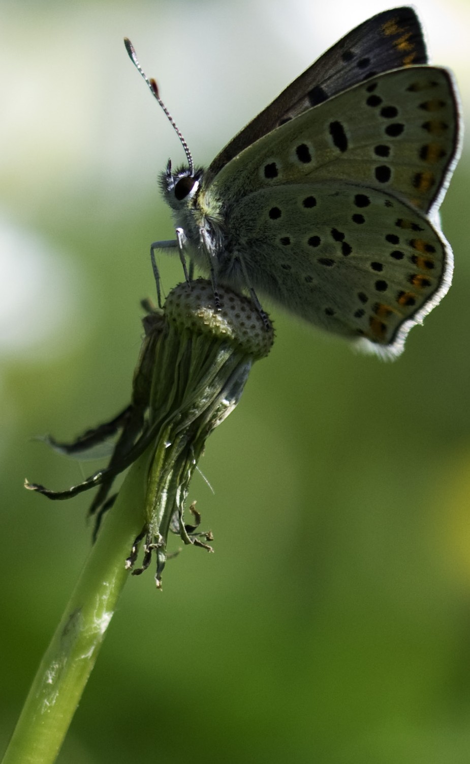 Richiesta id - Lycaena tityrus